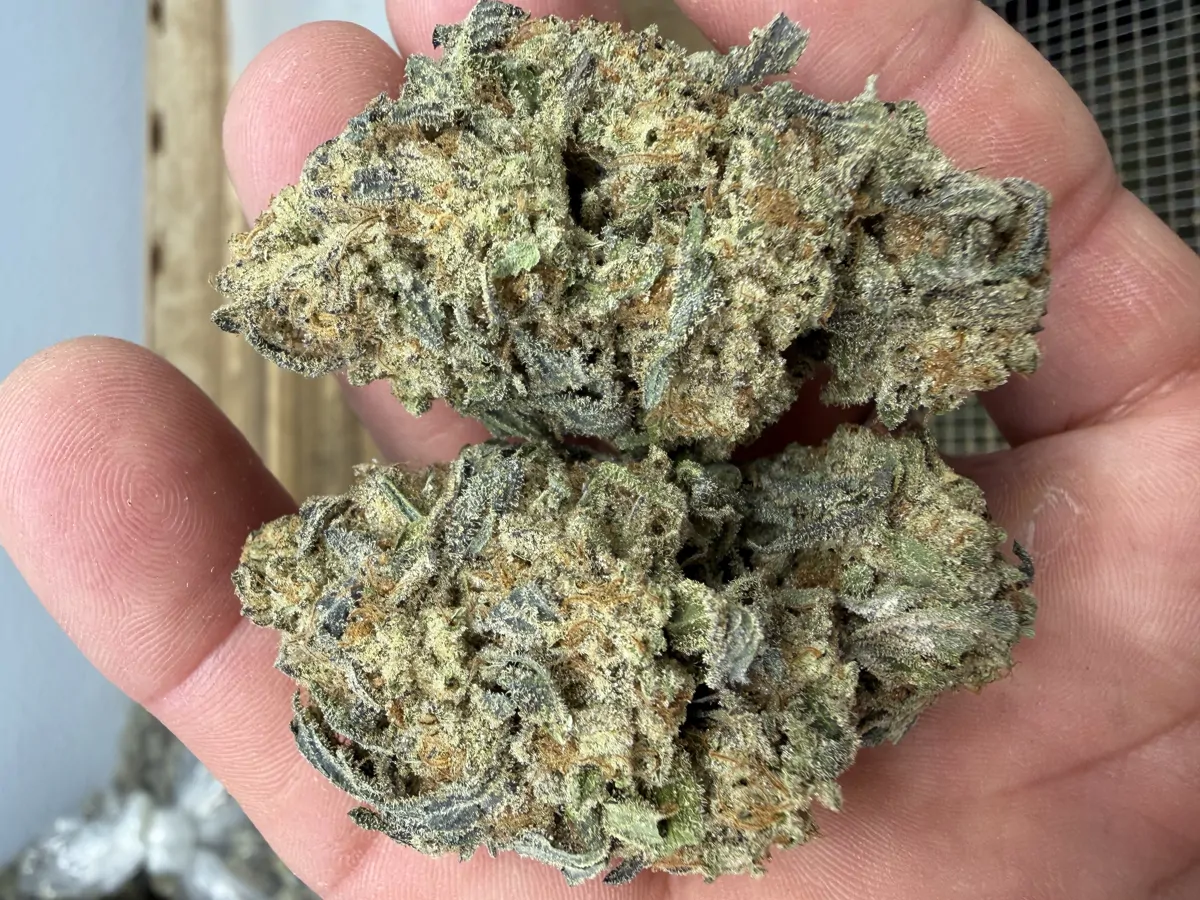 Oreoz Flower